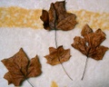 s_cimg0817.jpg